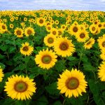 sunflowers