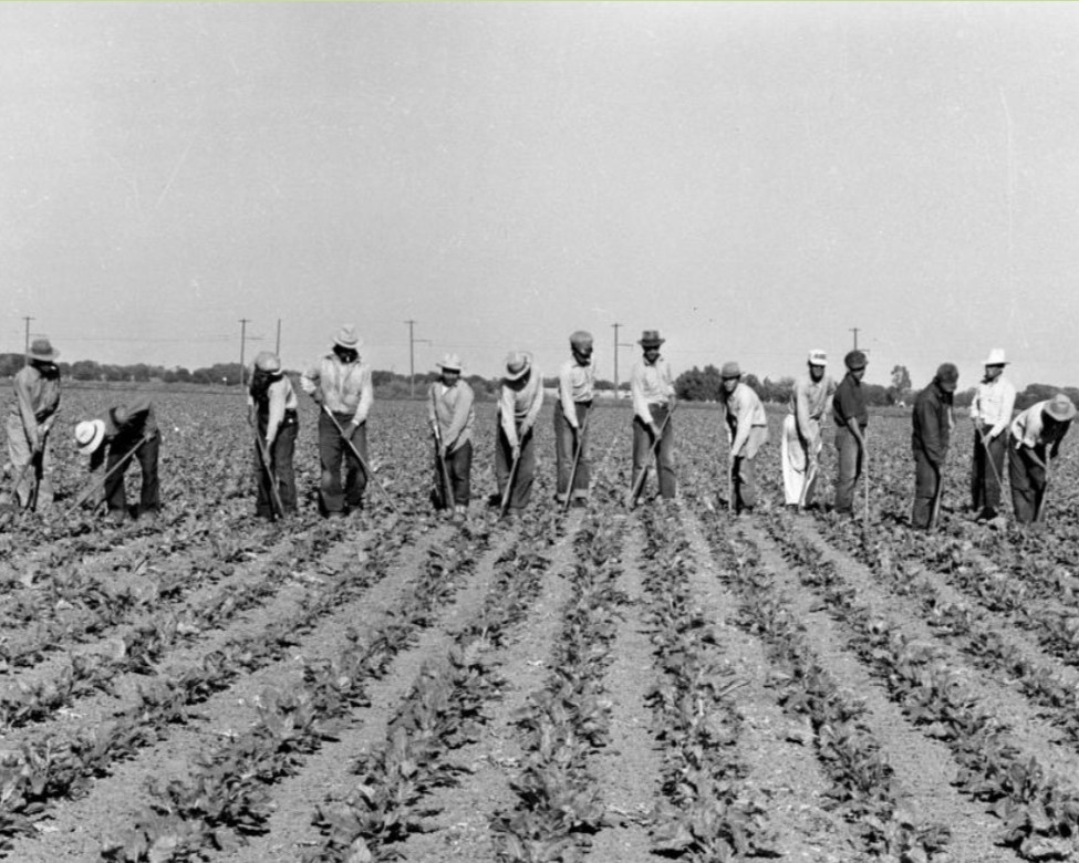 Cultivating Yolo County: The Work and the Workers